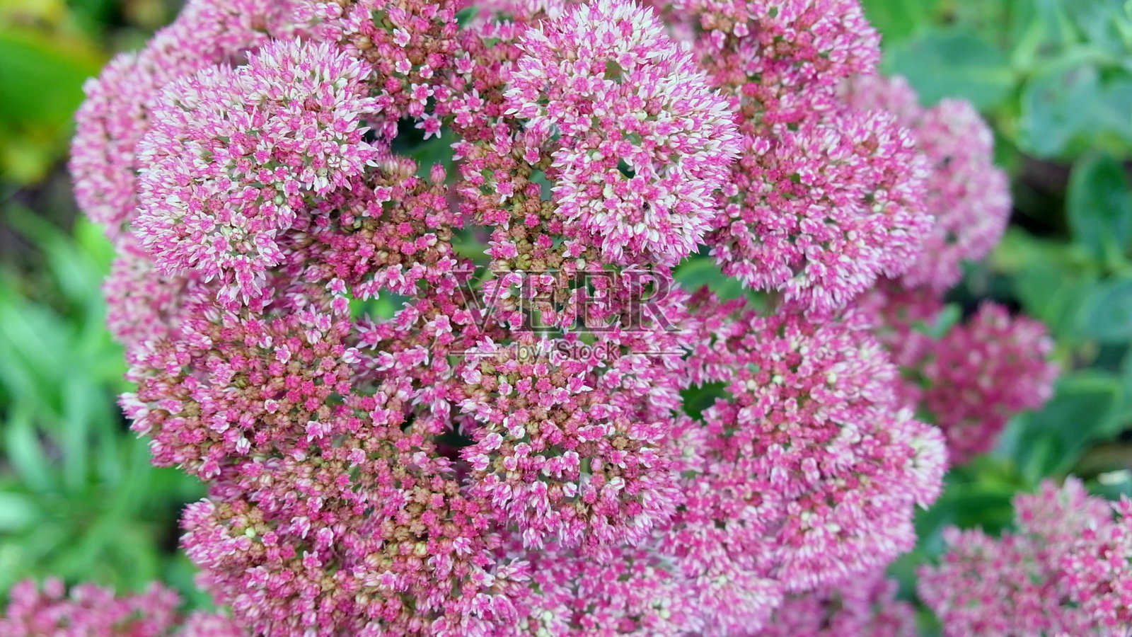 蝴蝶石莲（Hylotelephium spectabile）的微小粉色花朵特写。景观花园中的景天花特写。照片摄影图片