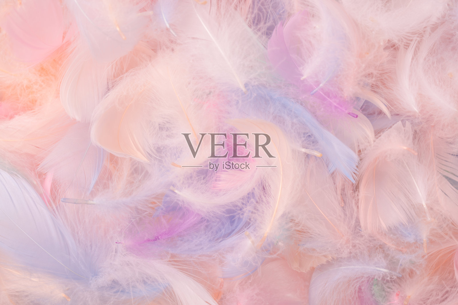 彩色羽毛背景，俯视图。照片摄影图片