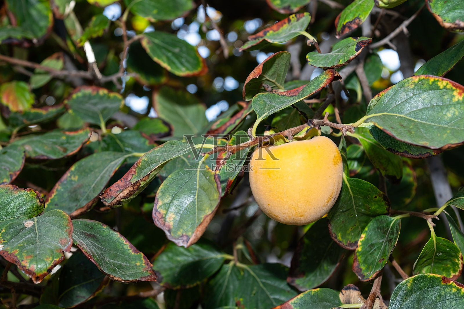 美味的成熟水果挂在柿子树上。照片摄影图片