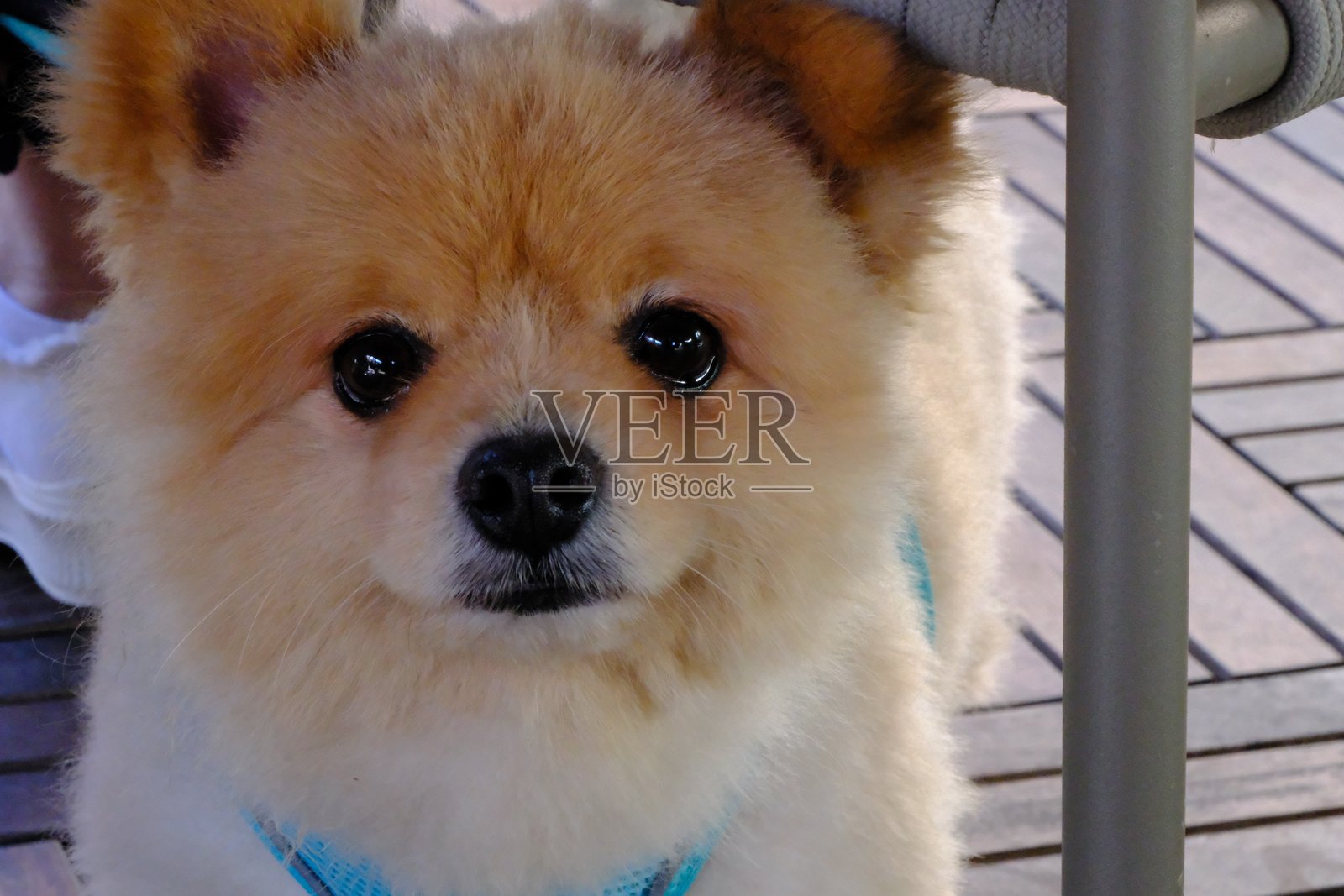 可爱的博美犬Boo的特写照片照片摄影图片