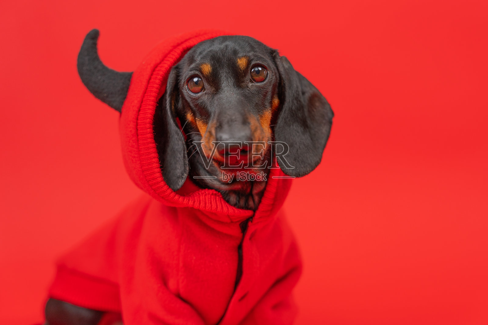 穿着红色恶魔服装的腊肠犬照片摄影图片