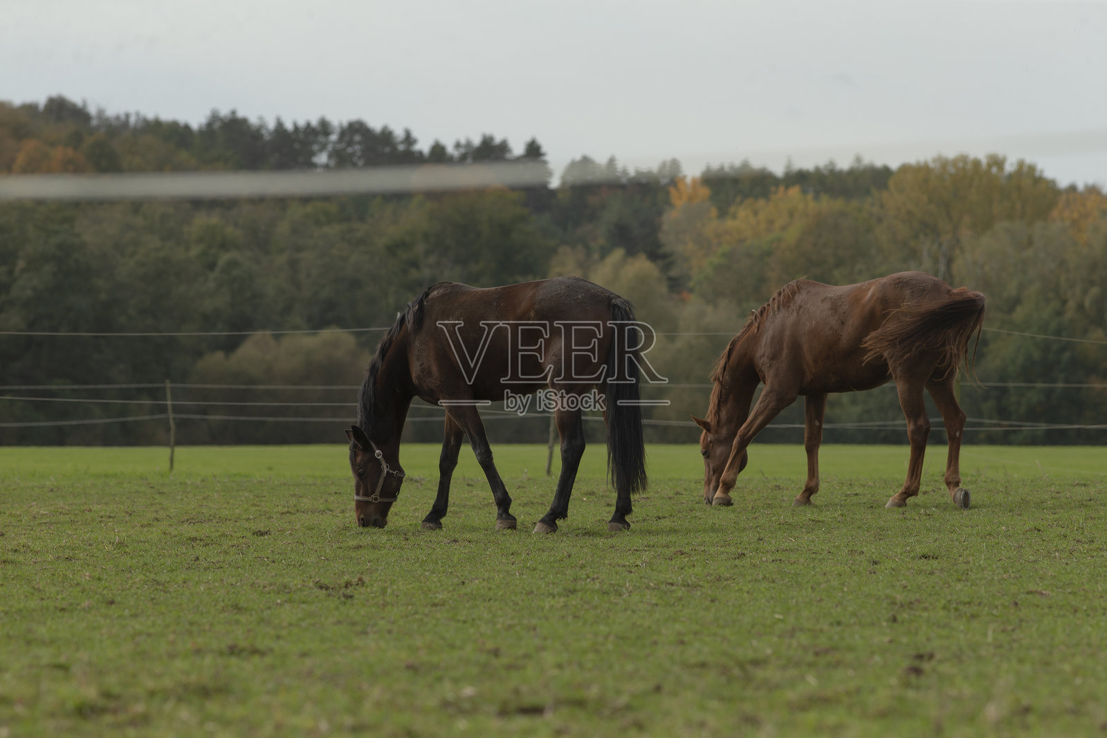 三匹马在草地上安静地吃草。照片摄影图片
