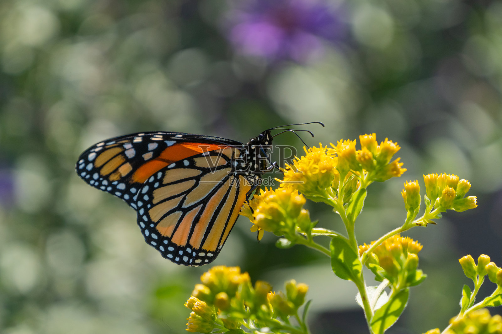 君主蝶停在金菊上照片摄影图片