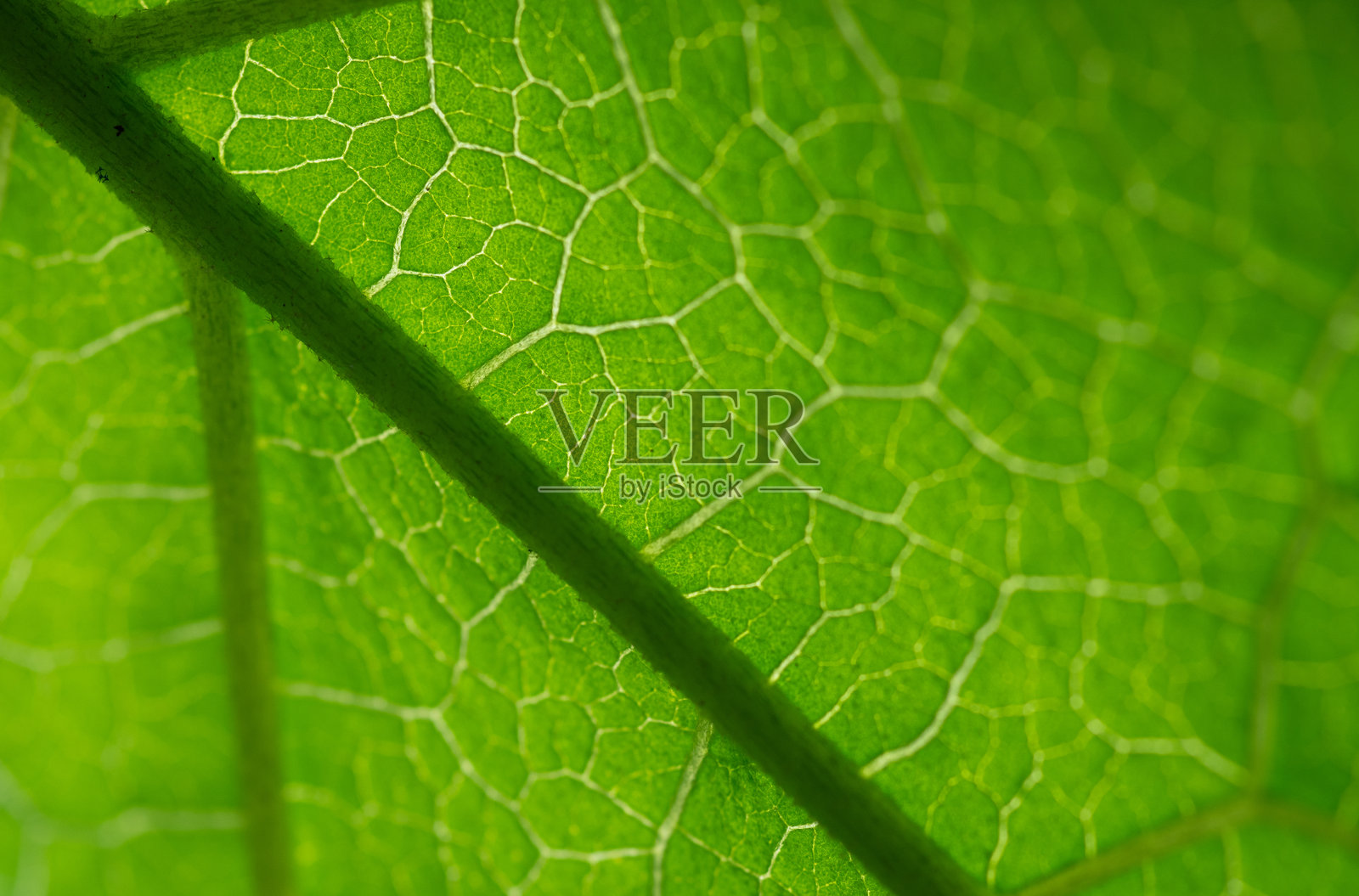 绿色叶子纹理，特写绿色叶子及其脉络和图案照片摄影图片