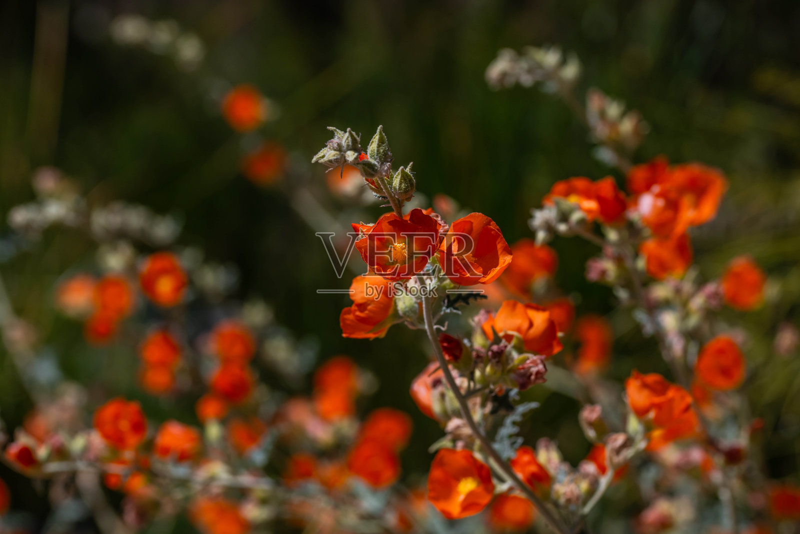 亚利桑那州管风琴仙人掌国家公园的杏桃木槿照片摄影图片