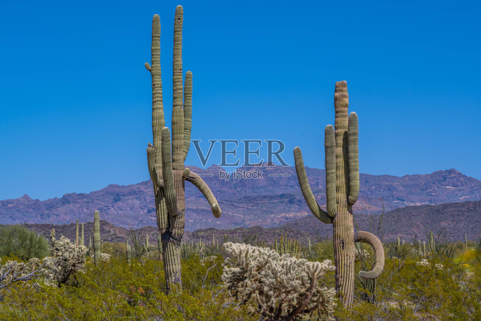 亚利桑那州的管风琴仙人掌国家公园俯瞰景观照片摄影图片