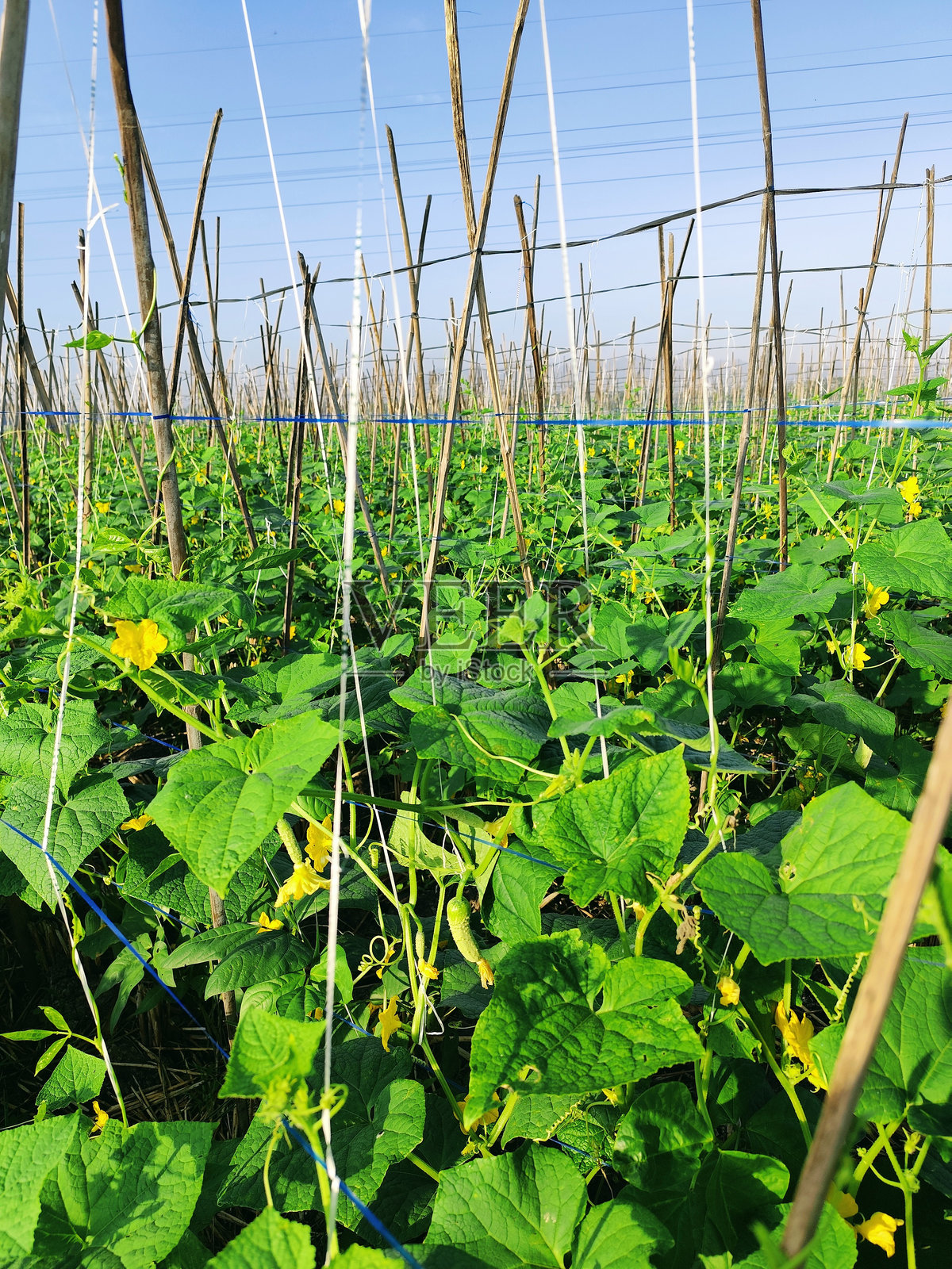 在开阔田野中种植黄瓜，使用劈开的竹竿作为攀爬支撑。照片摄影图片