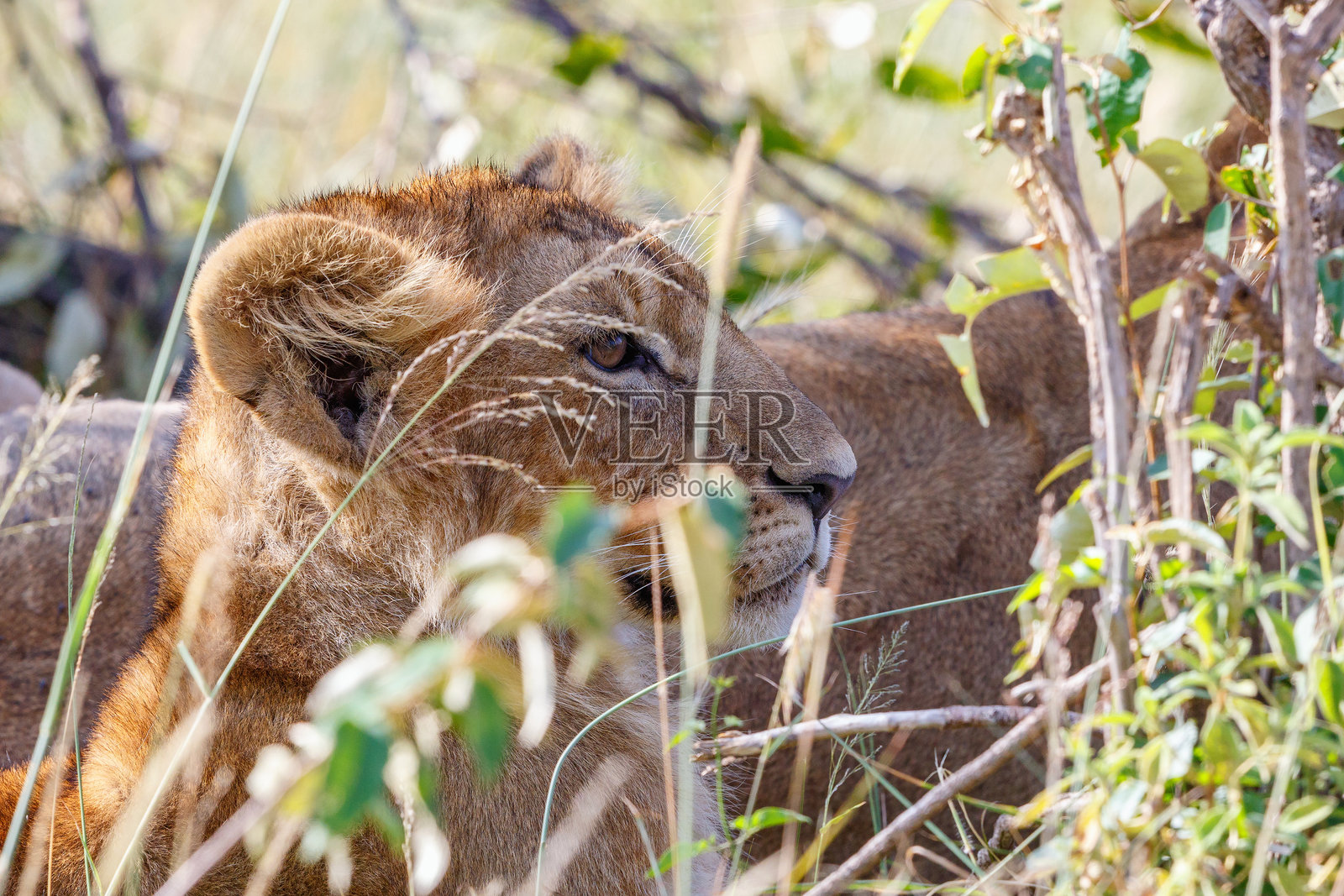 年轻的小狮子在观察照片摄影图片