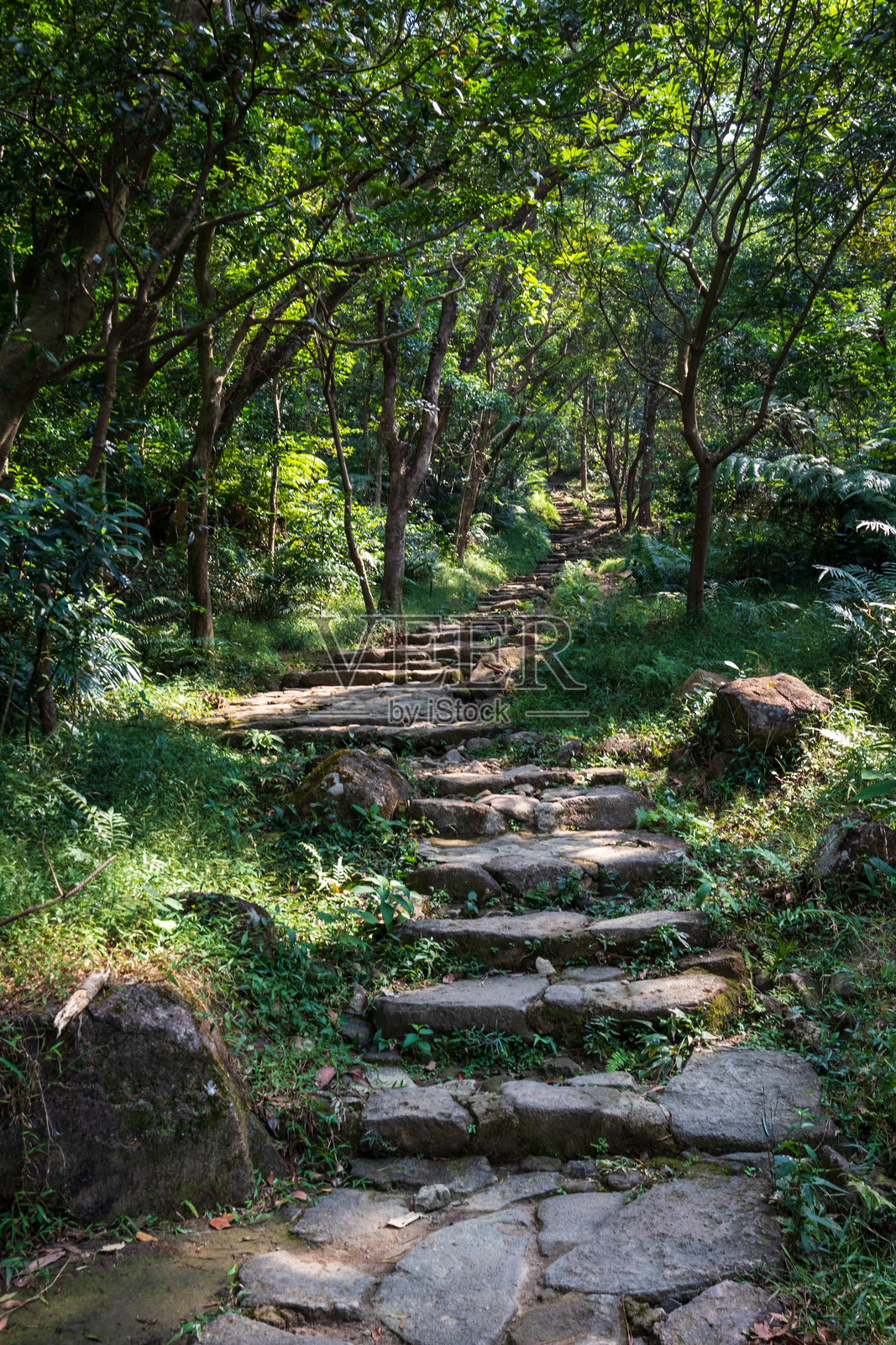 徒步旅行者在阳光明媚的森林小径上探险照片摄影图片