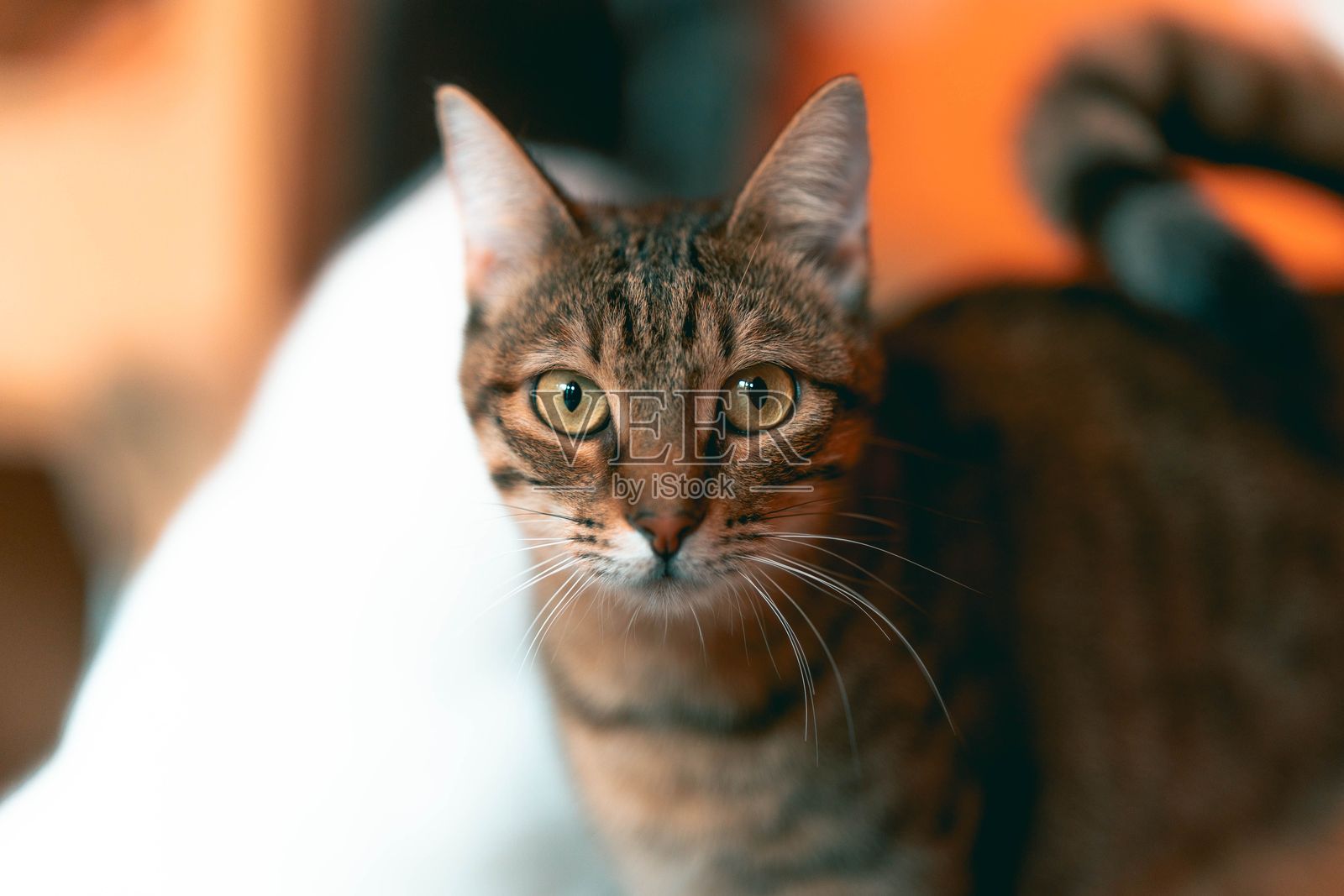 室内一只眼睛引人注目的虎斑猫照片摄影图片