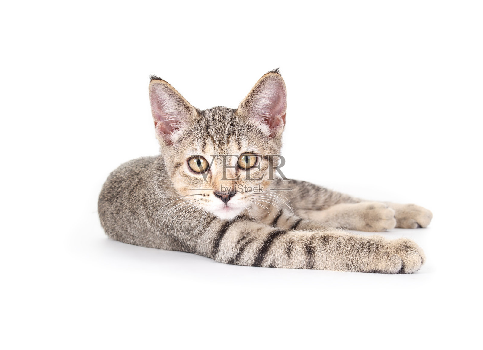 放松的小猫在白色背景上伸展着腿躺着。照片摄影图片