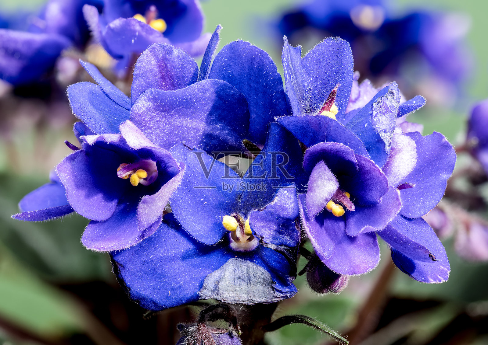 盛开的紫罗兰花朵在绿色背景上照片摄影图片