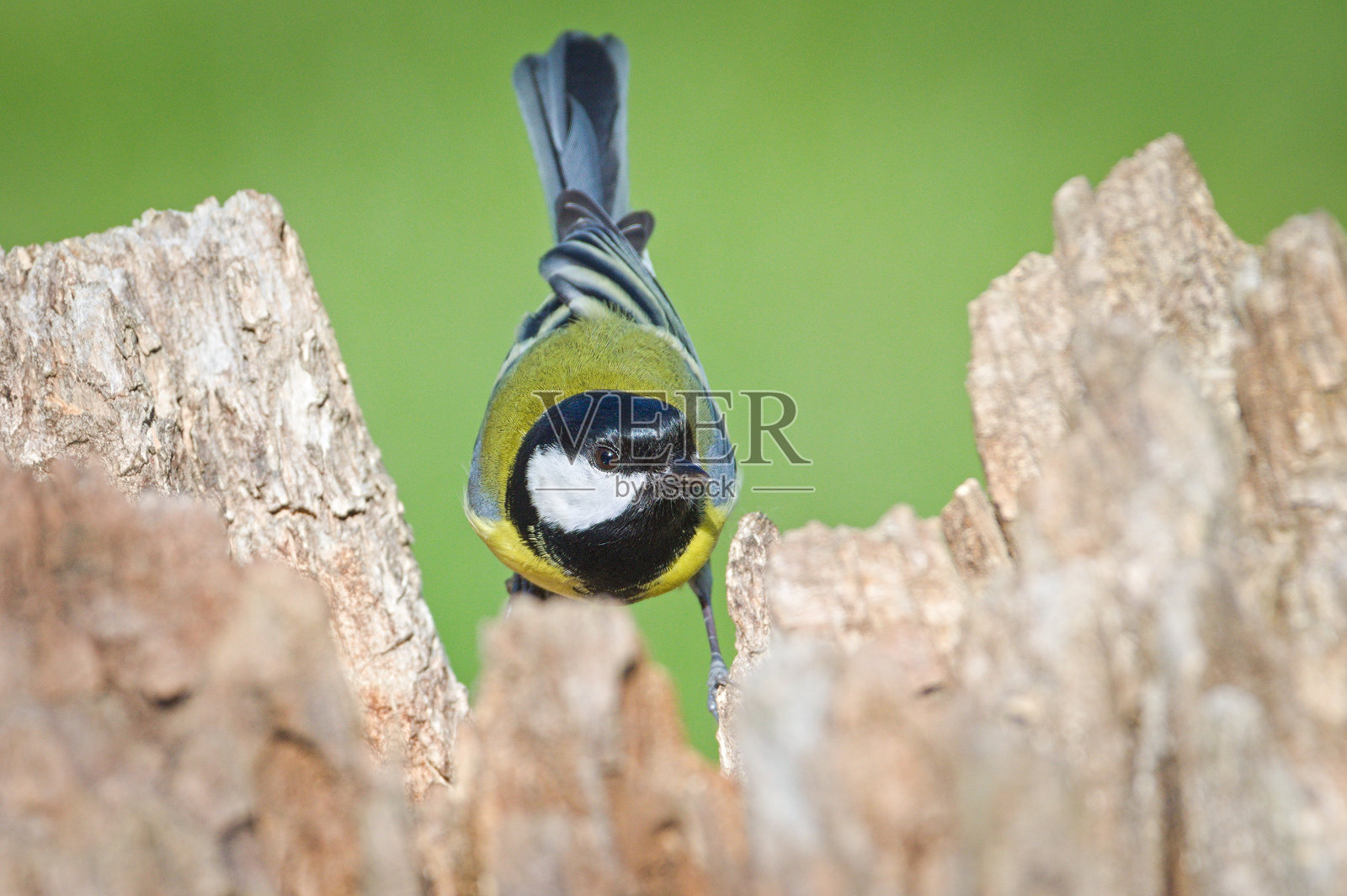 大山雀（Parus major）栖息在干树上，摆出搞笑的姿势。这是捷克共和国常见的鸟类。照片摄影图片