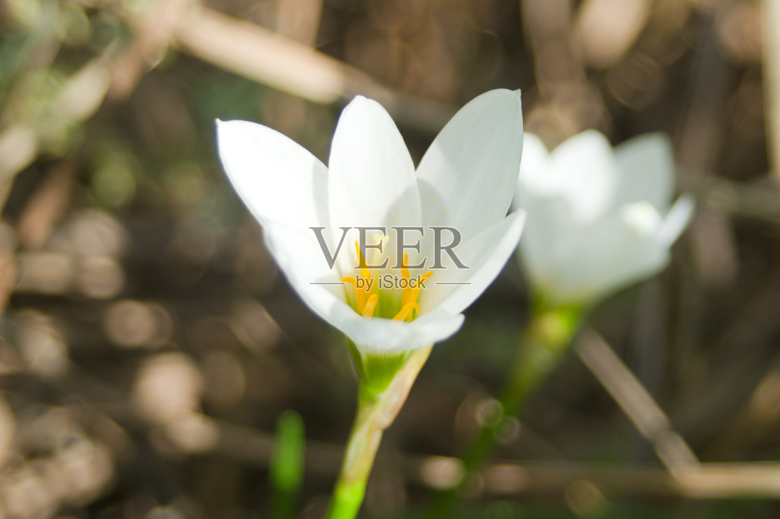 风铃草在绿意中格外引人注目照片摄影图片