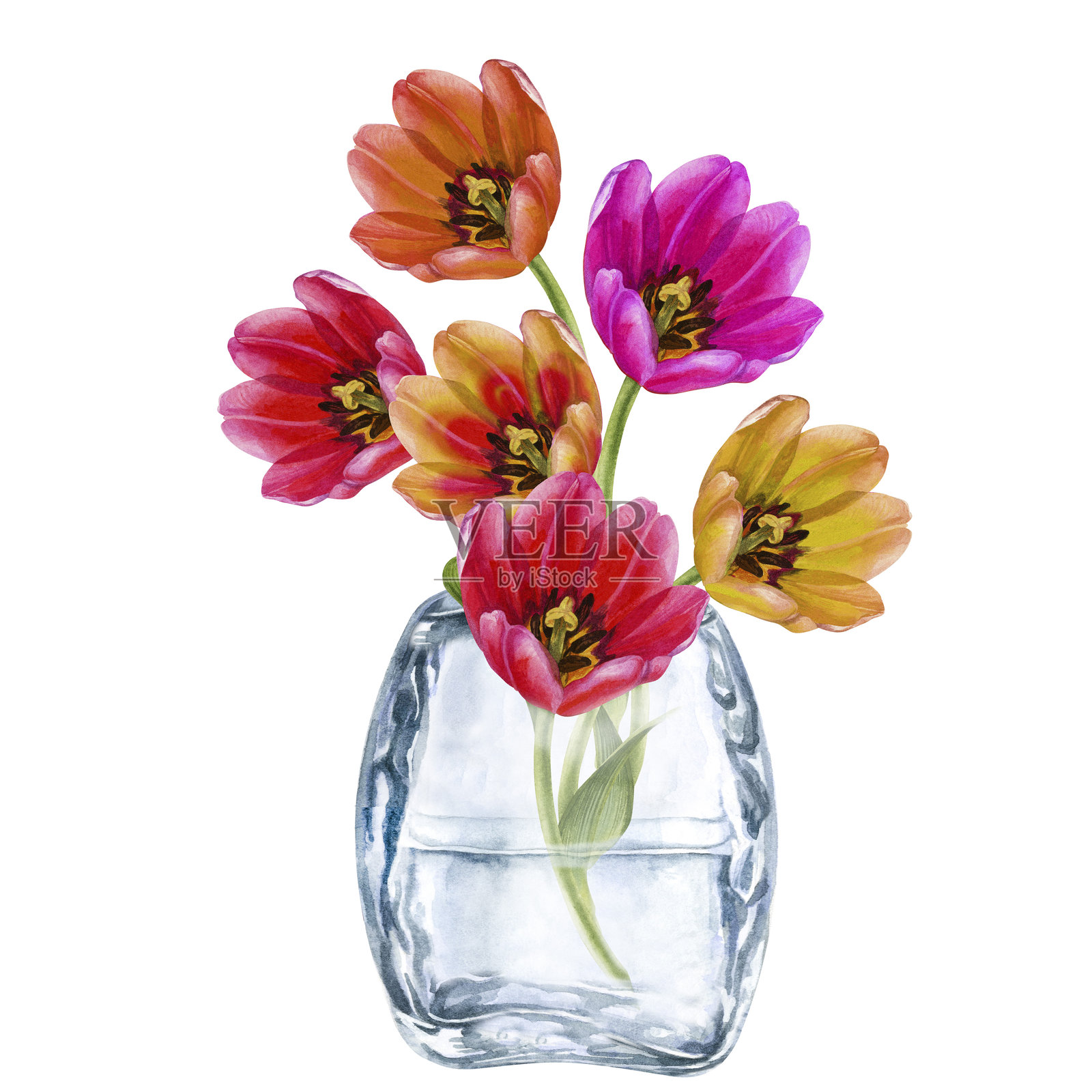 粉色、橙色、黄色郁金香的花束，放在透明玻璃花瓶中。水彩花卉，背景为白色，适合母亲节、妇女节、情人节、复活节、春季假期、生日和婚礼。照片摄影图片