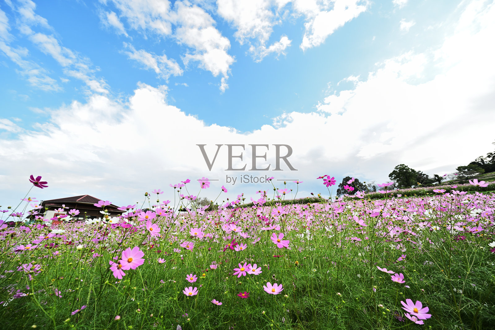 美丽的宇宙田野景观照片摄影图片