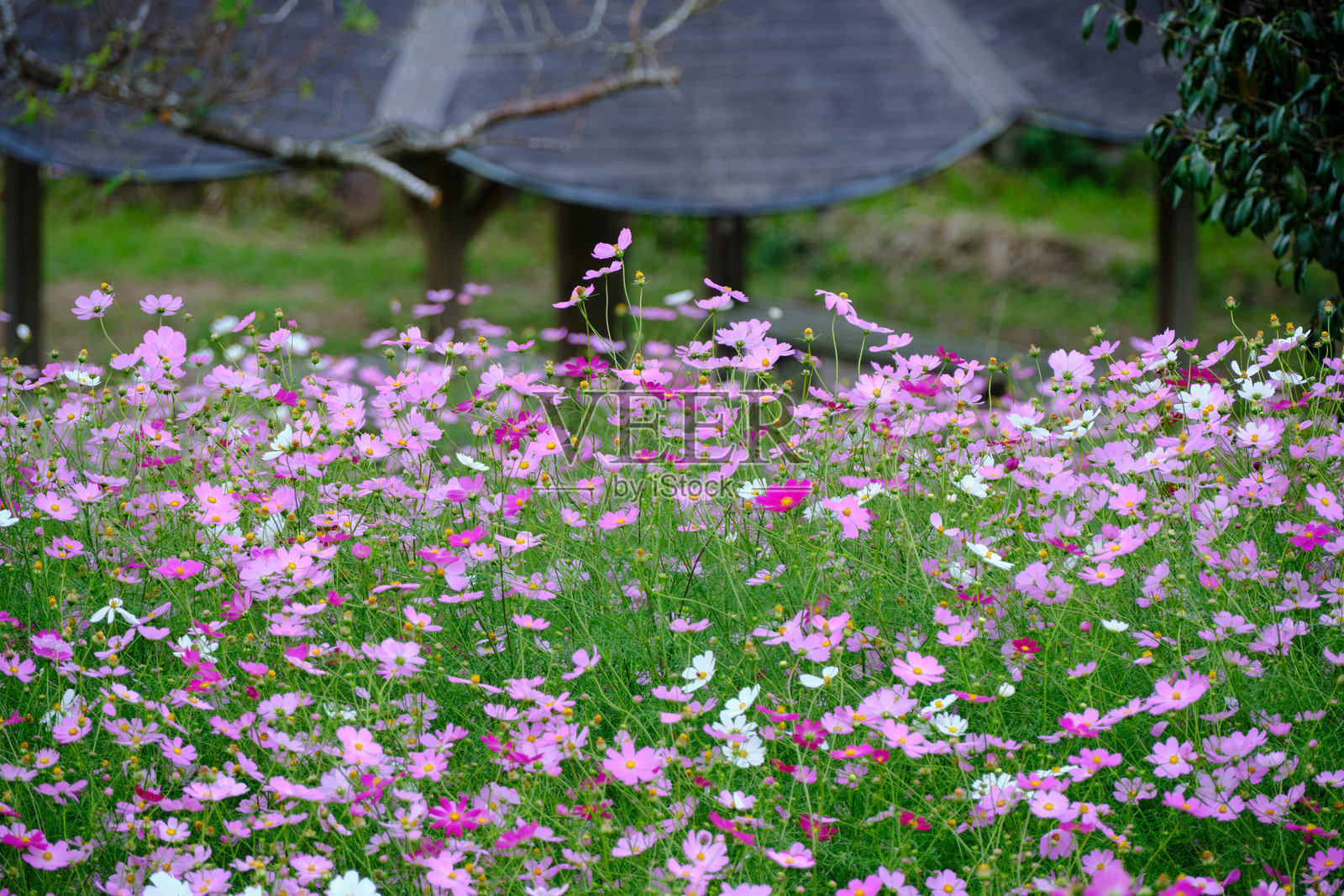 一个可爱的宇宙花盛开的公园照片摄影图片