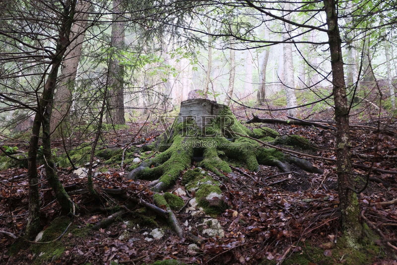 森林探险照片摄影图片