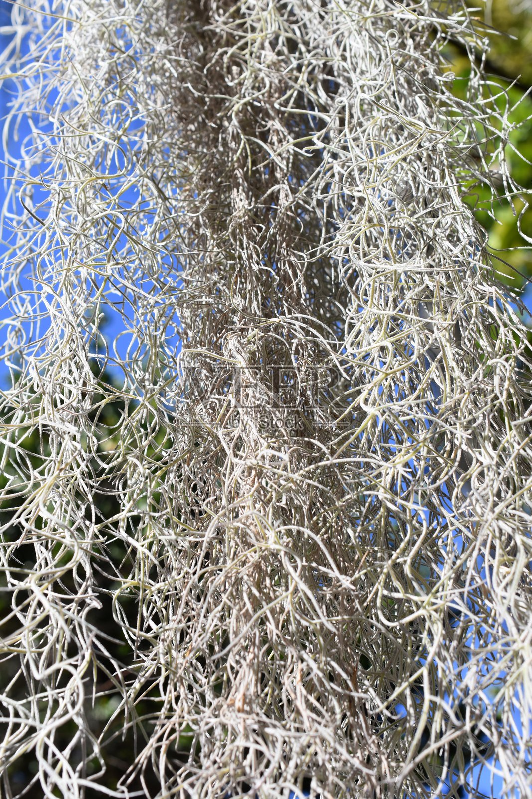 西班牙苔藓灰色附生植物照片摄影图片