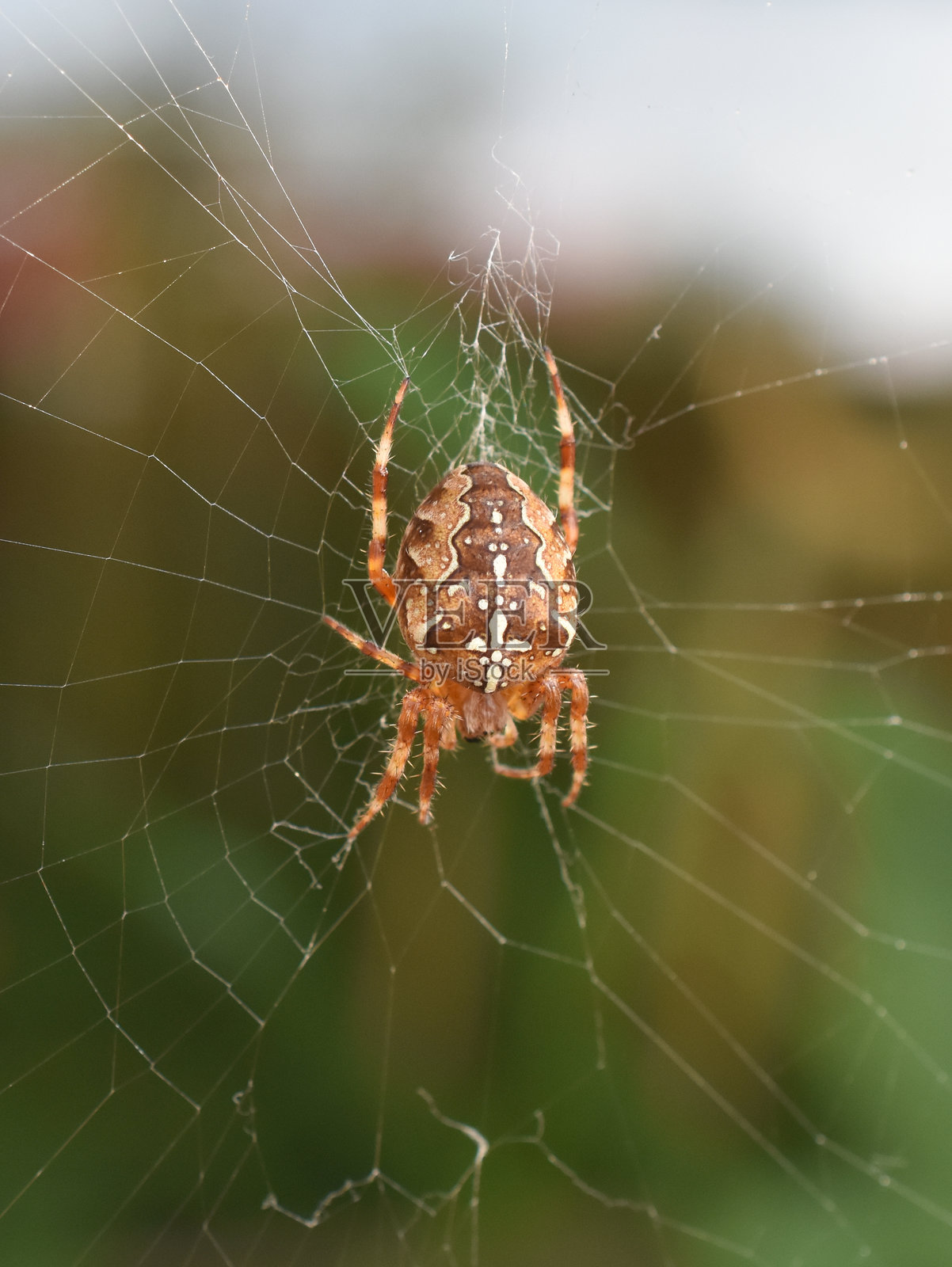 欧洲花园蜘蛛 Araneus diadematus照片摄影图片
