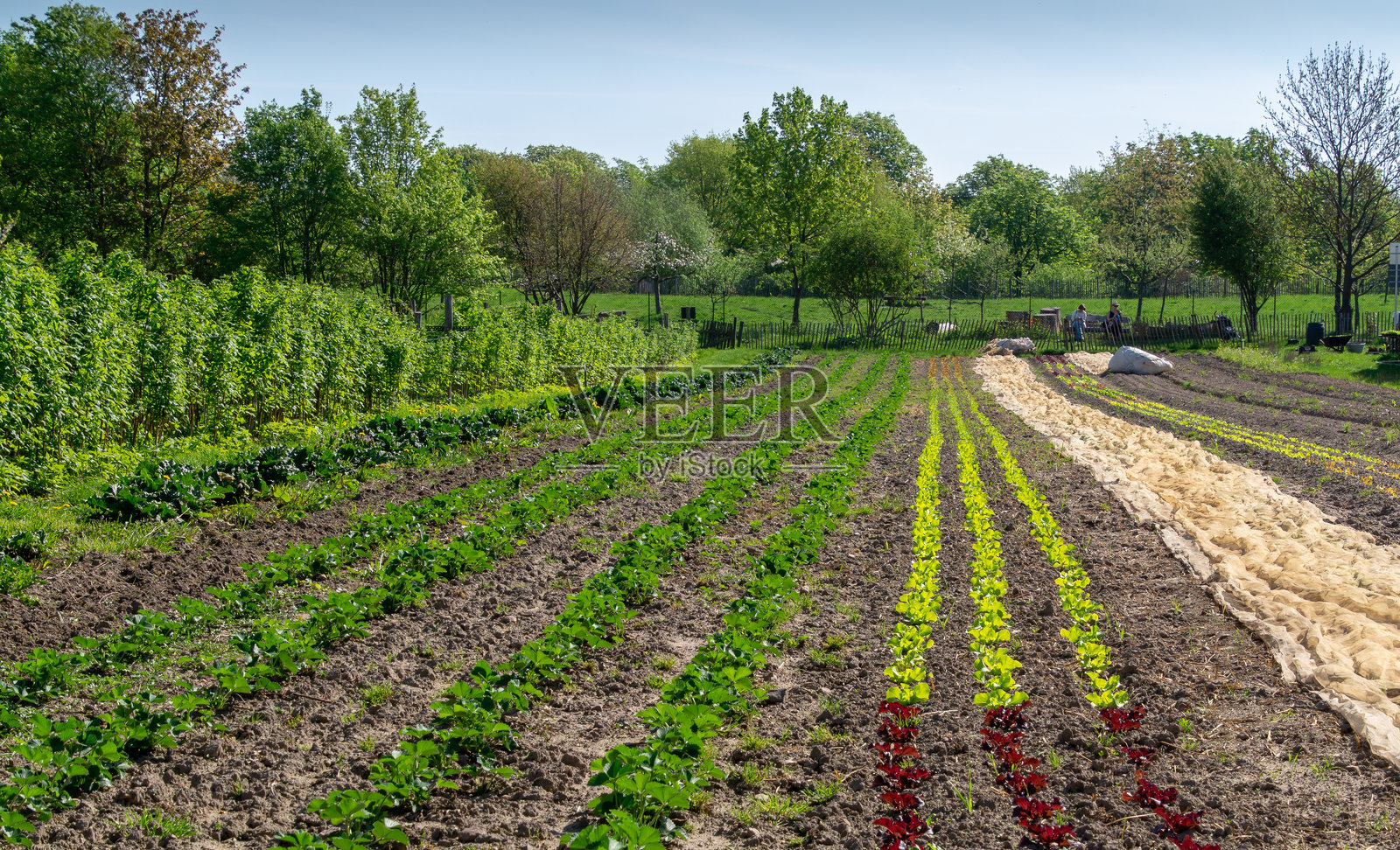 农业田野与天空的美丽景色照片摄影图片