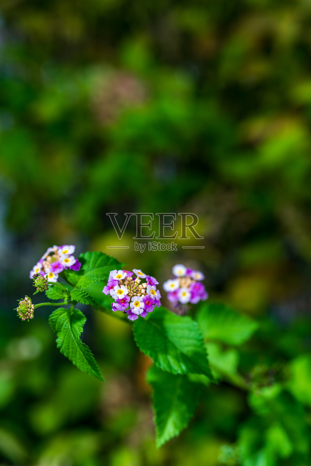 夜间花坛中的马缨丹花。照片摄影图片
