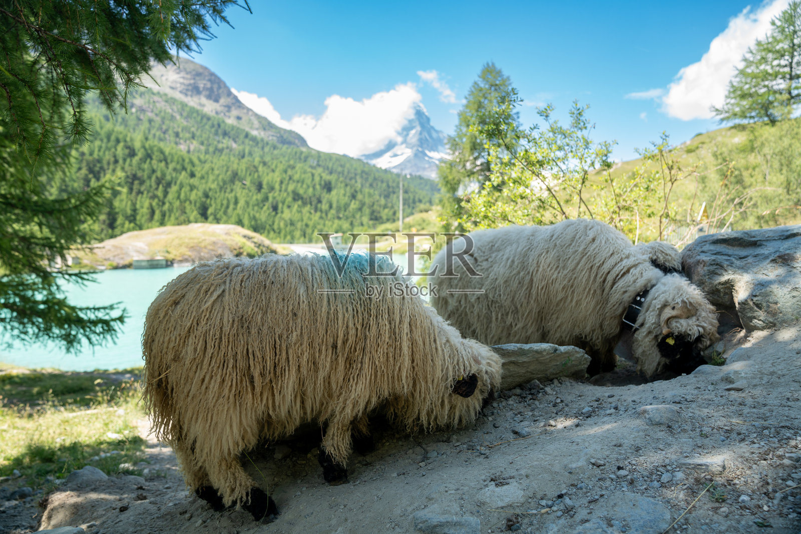 可爱的黑鼻羊，位于瑞士采尔马特，靠近莫斯基湖，马特洪峰在视野中。照片摄影图片