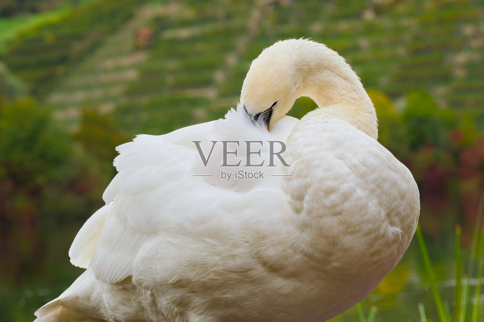 无声天鹅照片摄影图片