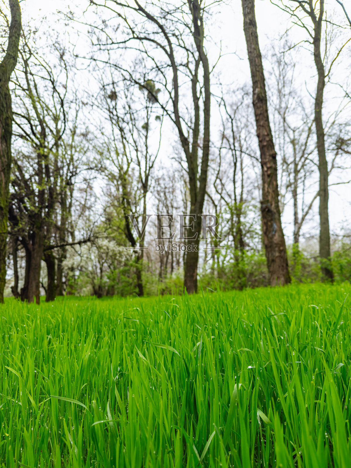 宁静的绿色草地，背景中有雄伟的树木。照片摄影图片