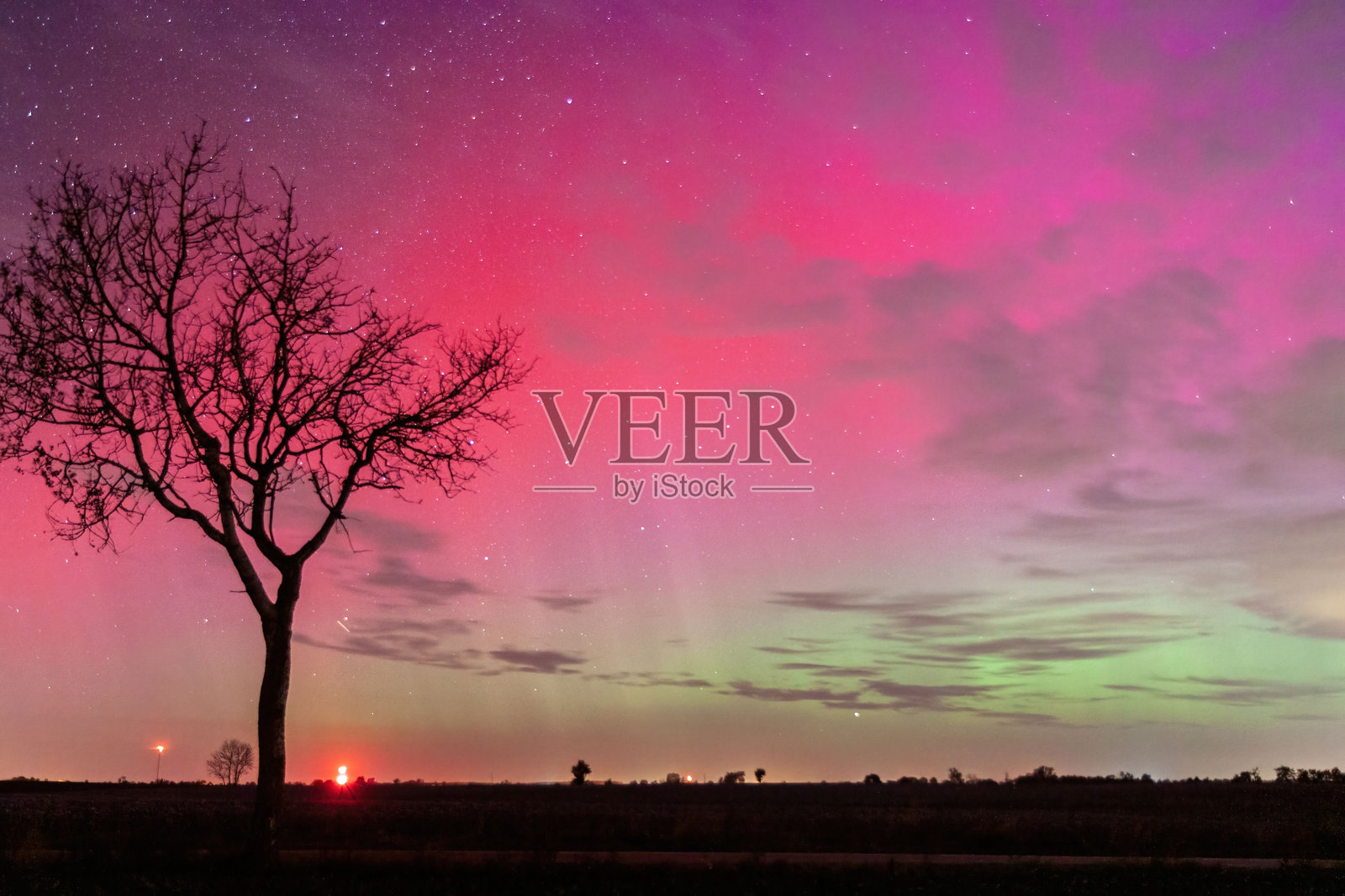 在极光夜空下的树木剪影照片摄影图片