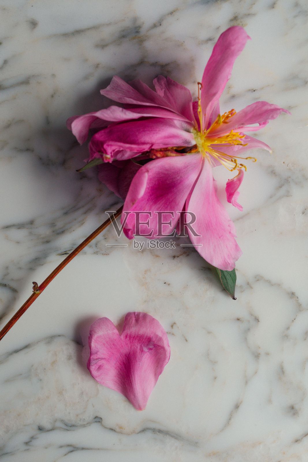 心形浅粉色的牡丹花瓣，来自枯萎的牡丹花，放在白色大理石上照片摄影图片