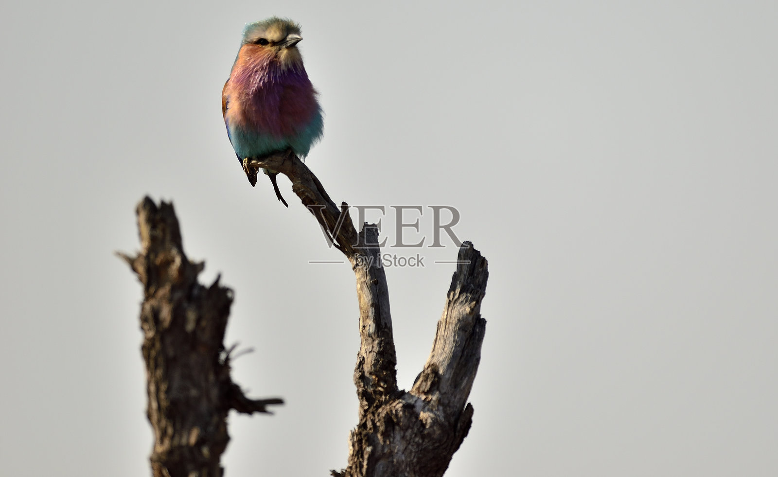 紫胸滚地龙照片摄影图片