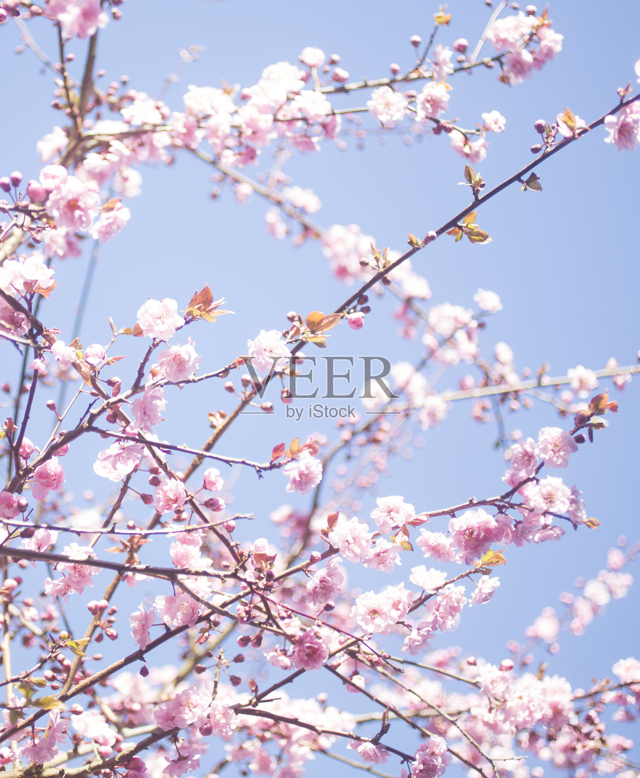 樱花树花朵的细节照片摄影图片