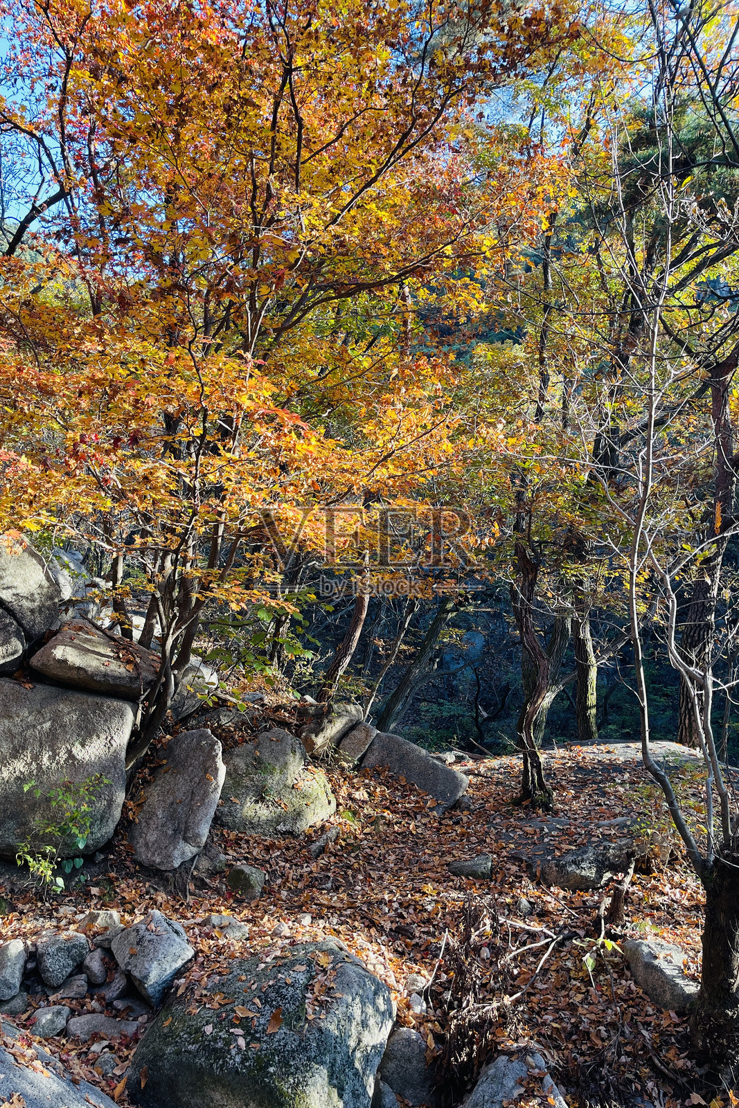 秋日晨光洒在远足小径上照片摄影图片
