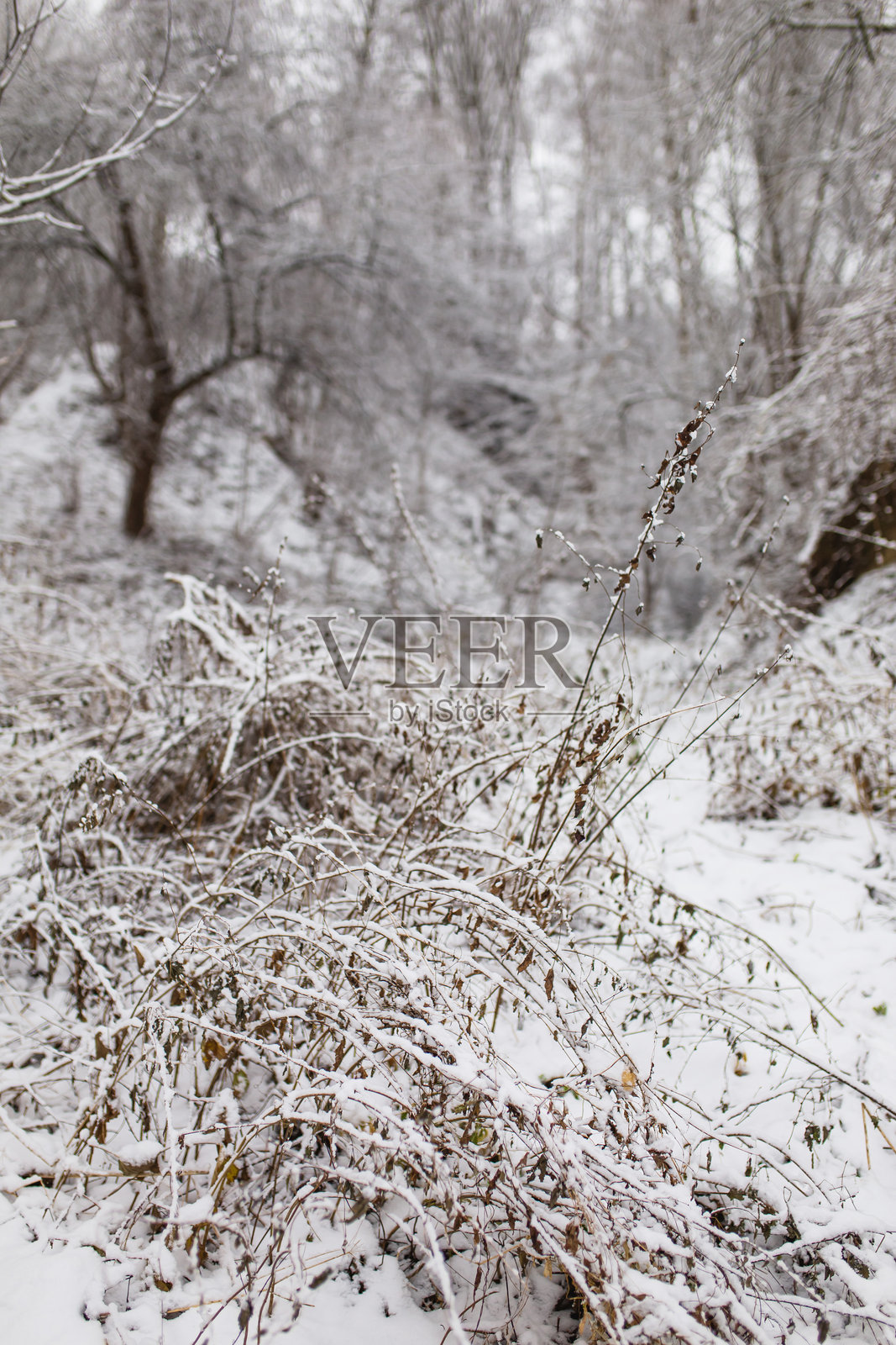 冬季森林。风景照片摄影图片