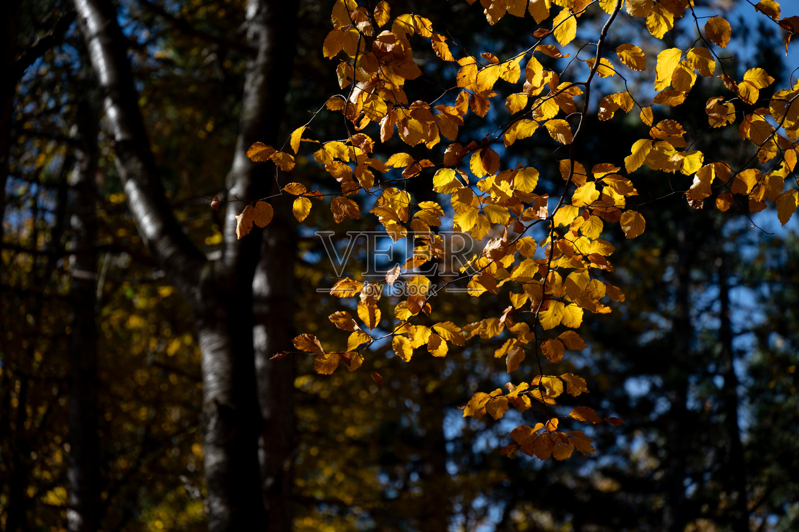 金色秋叶映衬在黑暗的森林背景下照片摄影图片