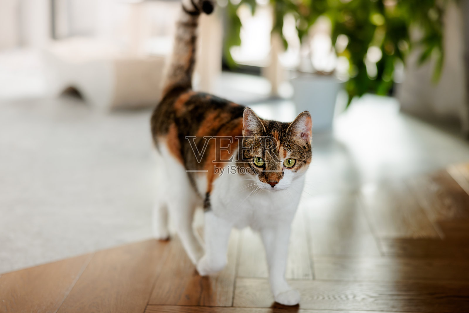 欧洲猫在家中度过时光照片摄影图片