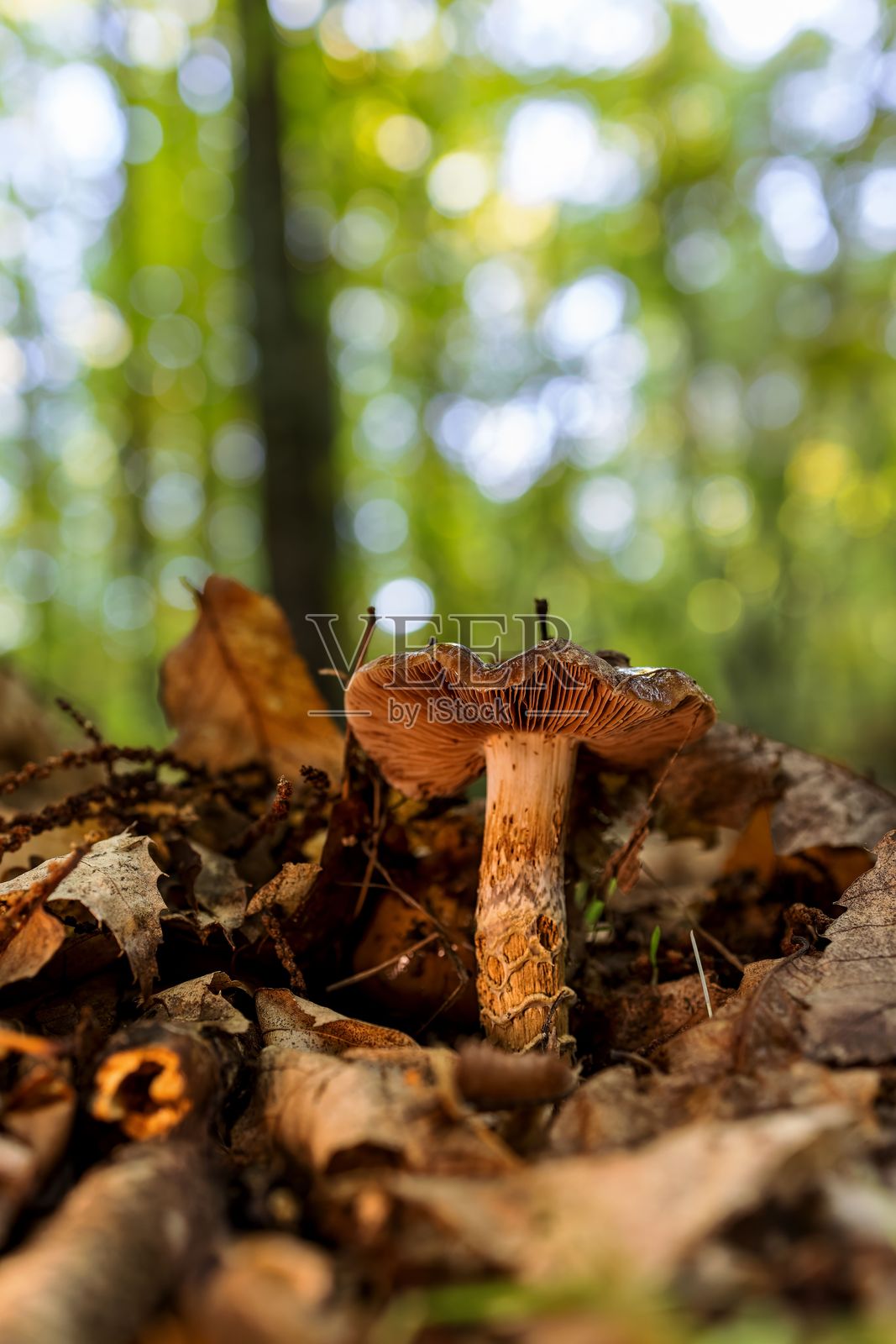 阳光明媚的森林中，落叶间生长的野生蘑菇特写照片摄影图片