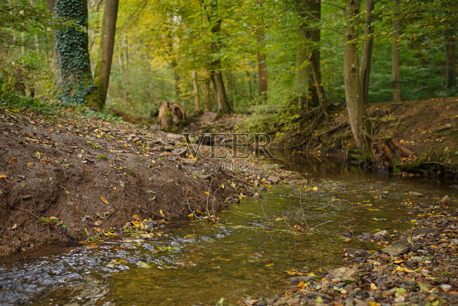 宁静的森林溪流，绿叶繁茂，水流缓缓。照片摄影图片