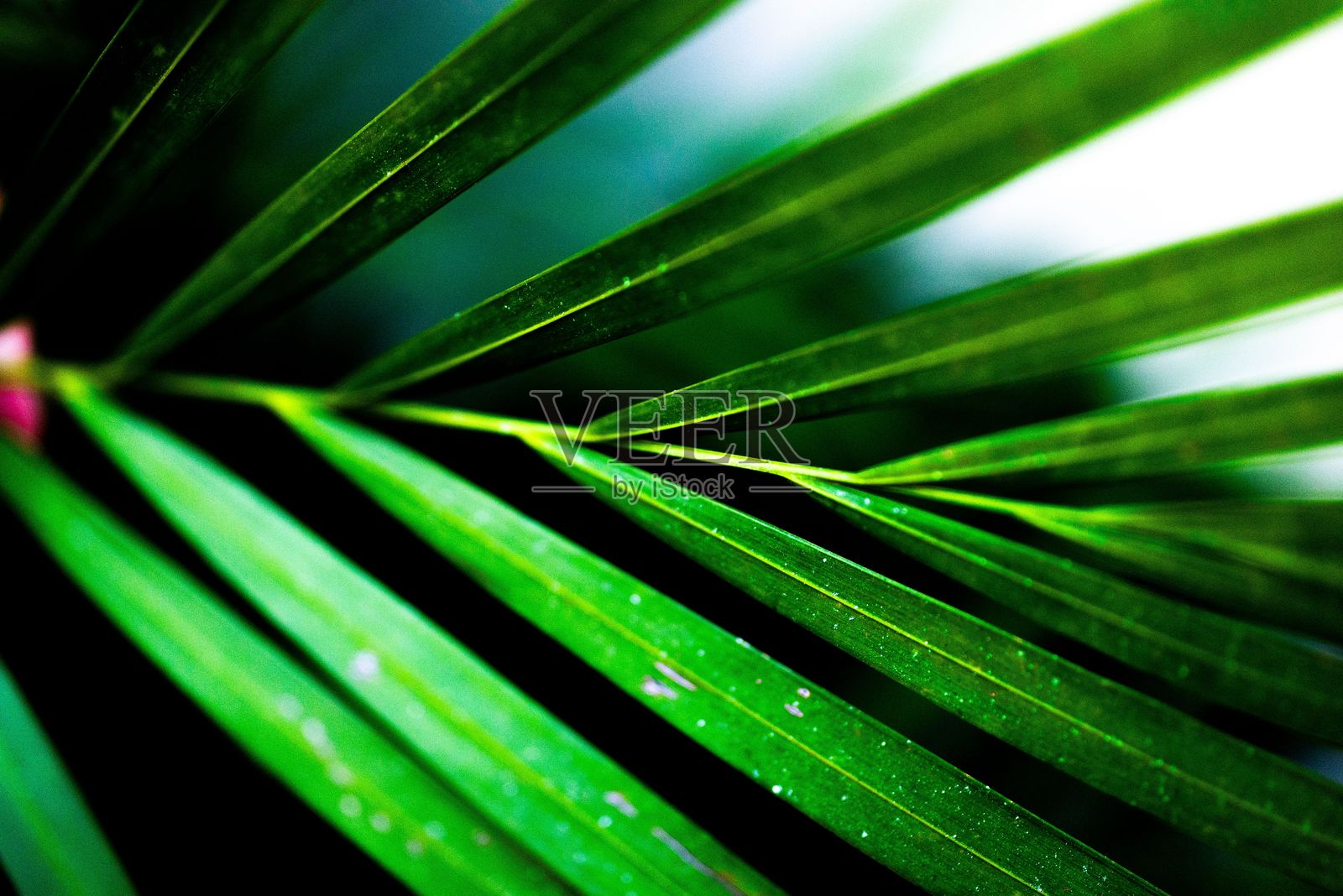 鲜艳绿色的棕榈叶特写。照片摄影图片