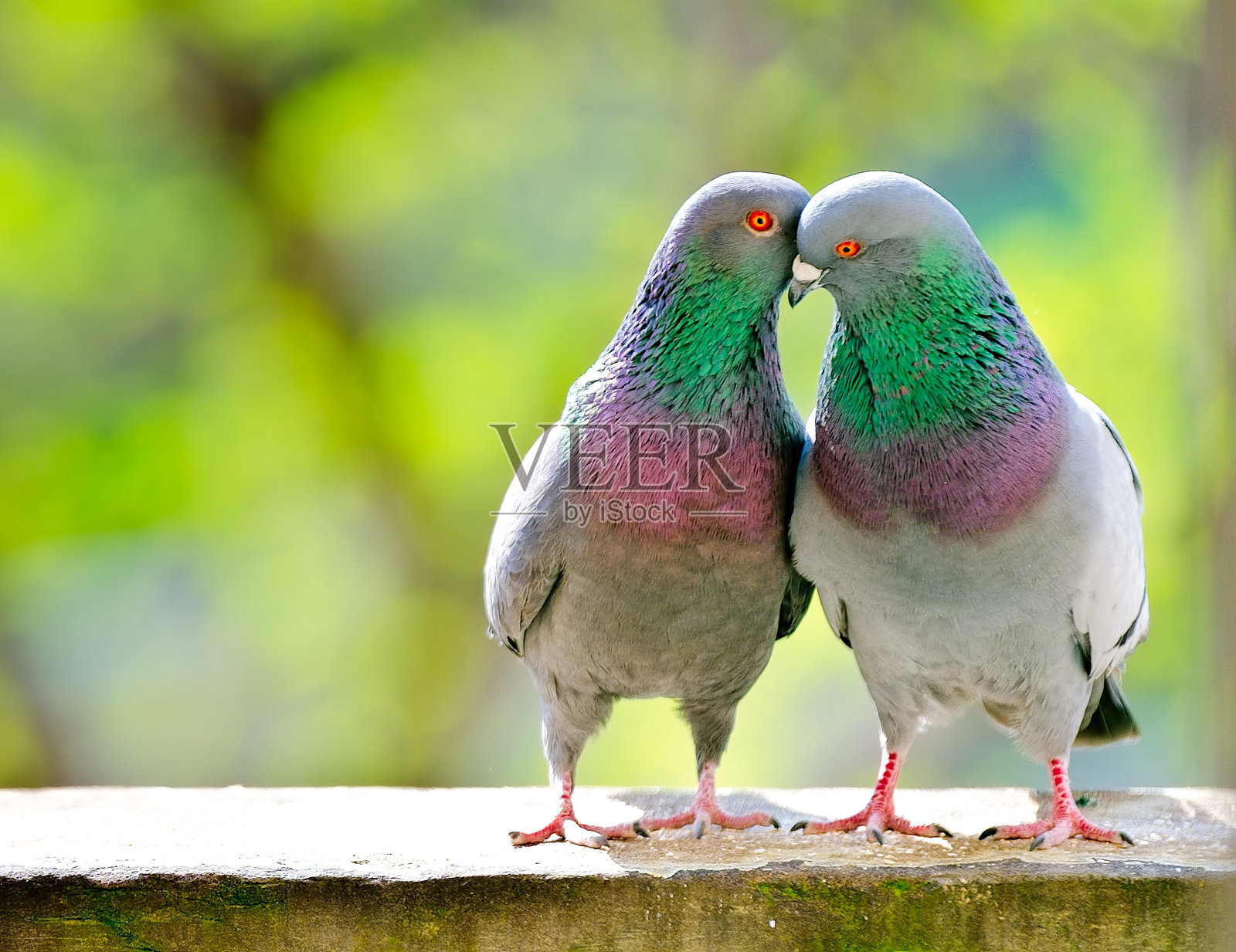 一对鸽子以温柔的姿态相依，非常适合野生动物和亲密情感的主题。照片摄影图片