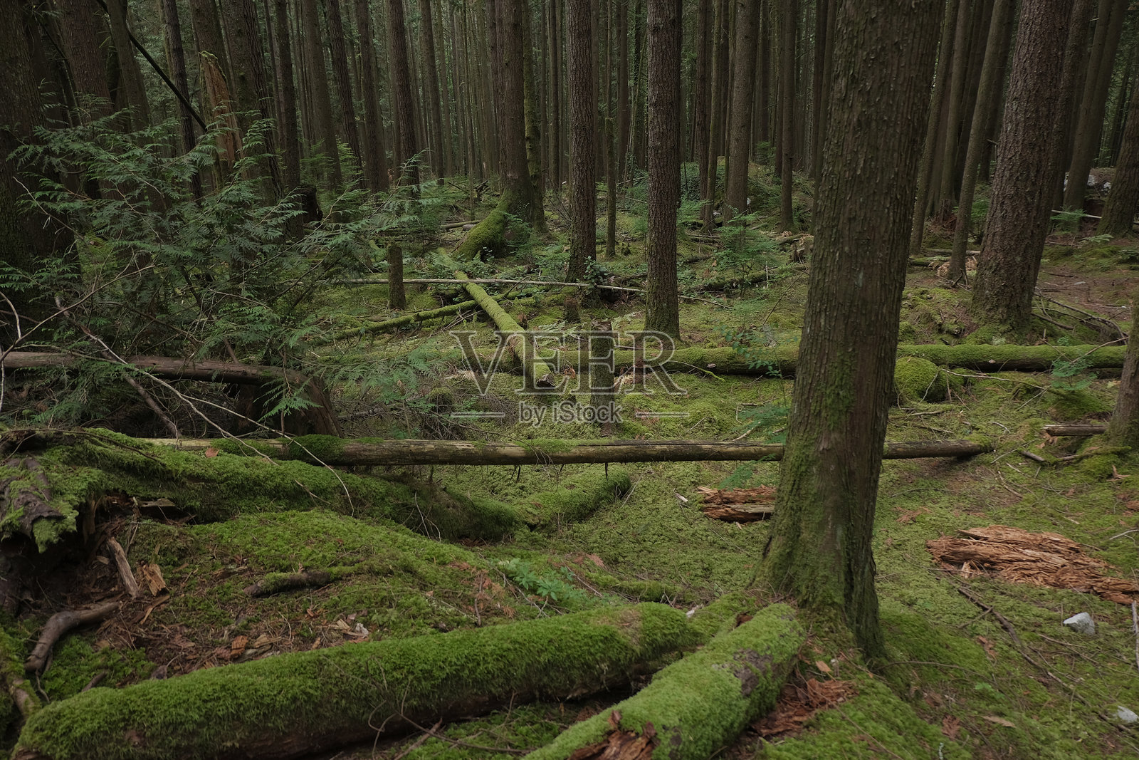 森林照片摄影图片