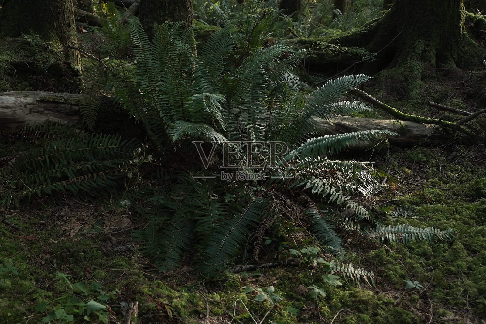 森林照片摄影图片