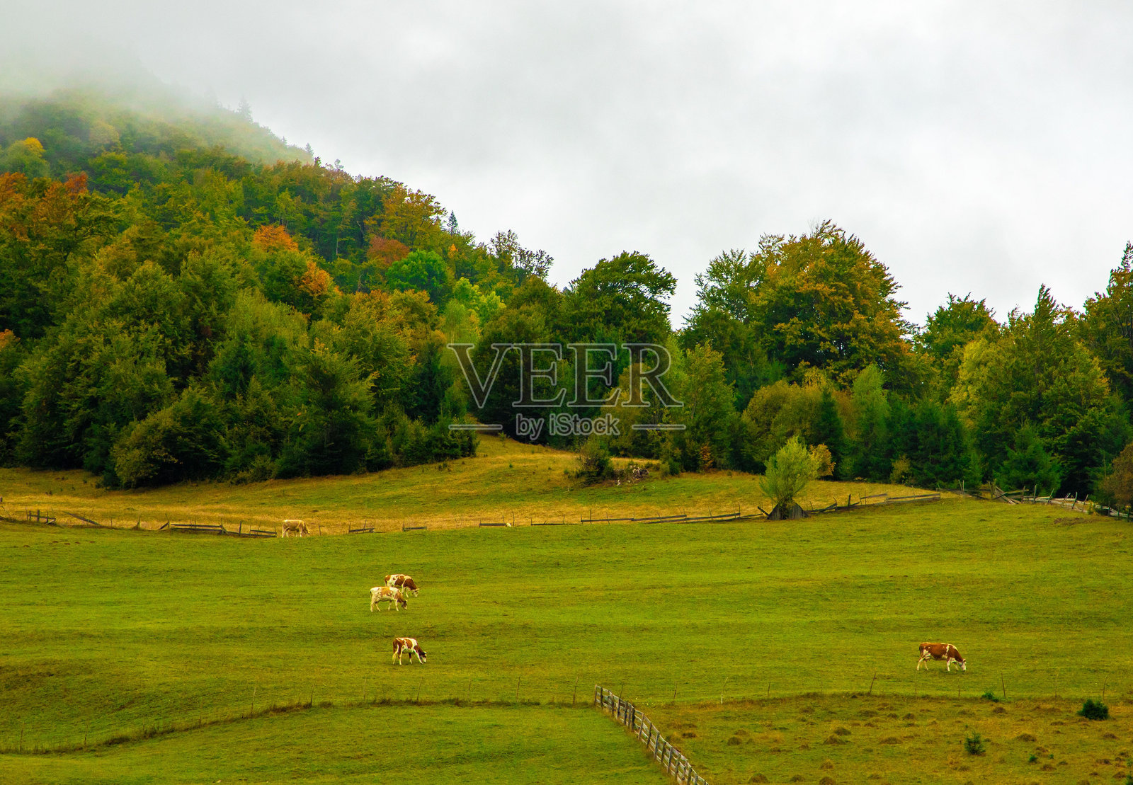 田园诗般的乡村风景，牛群在悠闲地吃草。照片摄影图片