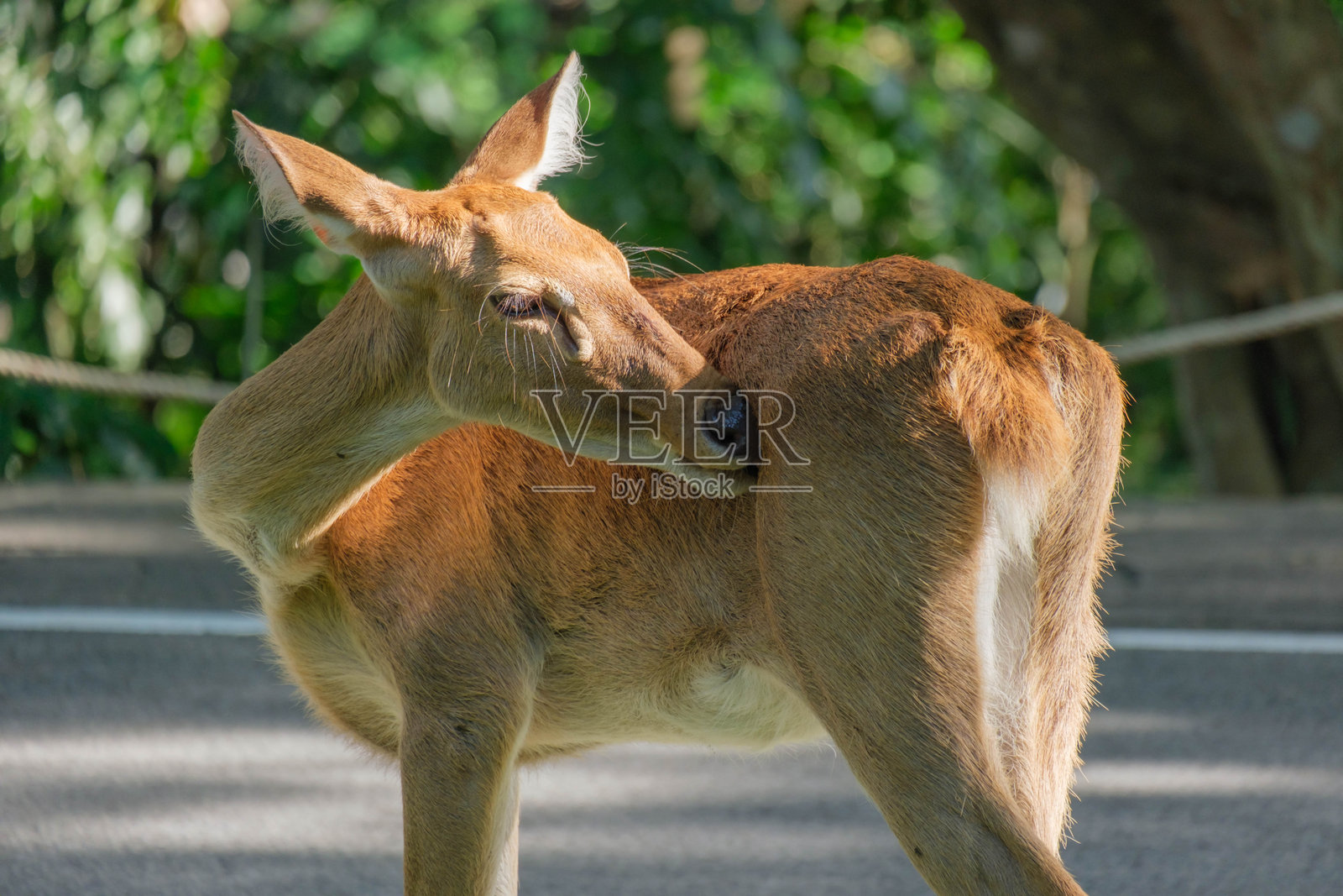 羚羊群在动物园中漫游，供游客欣赏。照片摄影图片