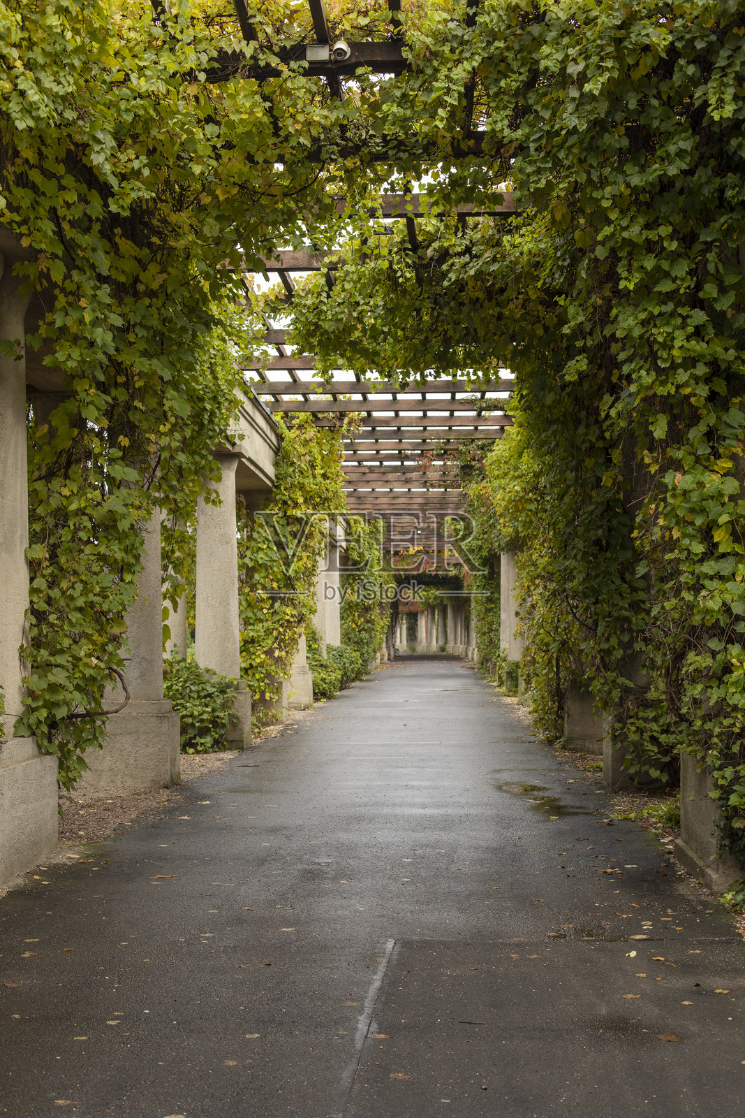意大利风格的秋季凉亭，柱子上缠绕着少女葡萄，秋季明信片，城市公园的秋天，秋季散步照片摄影图片