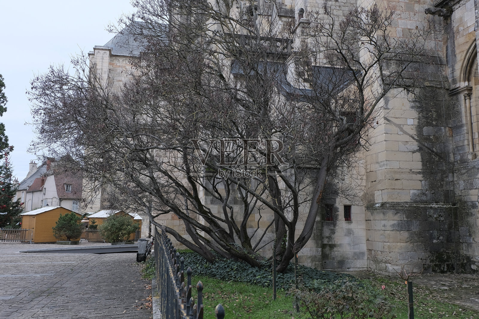 冬天的树木照片摄影图片