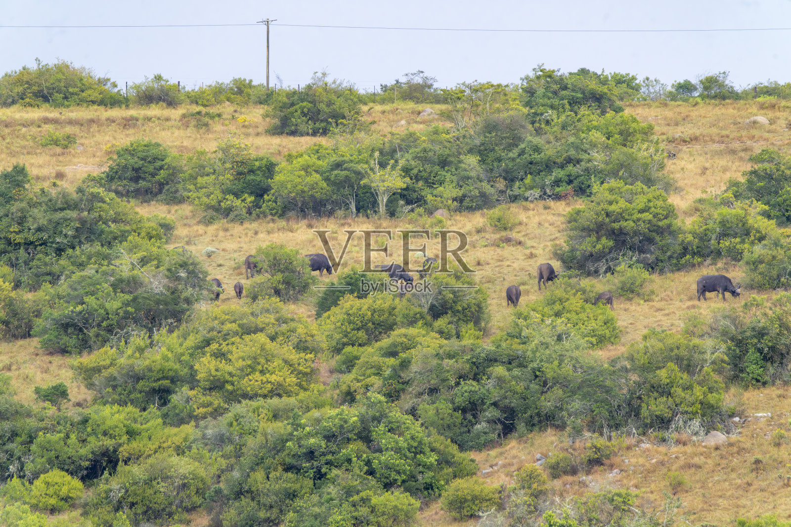 南非野生动物保护区中的水牛群在雨中。照片摄影图片