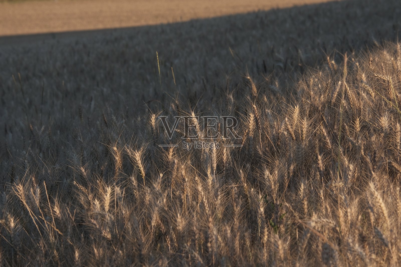 田野照片摄影图片