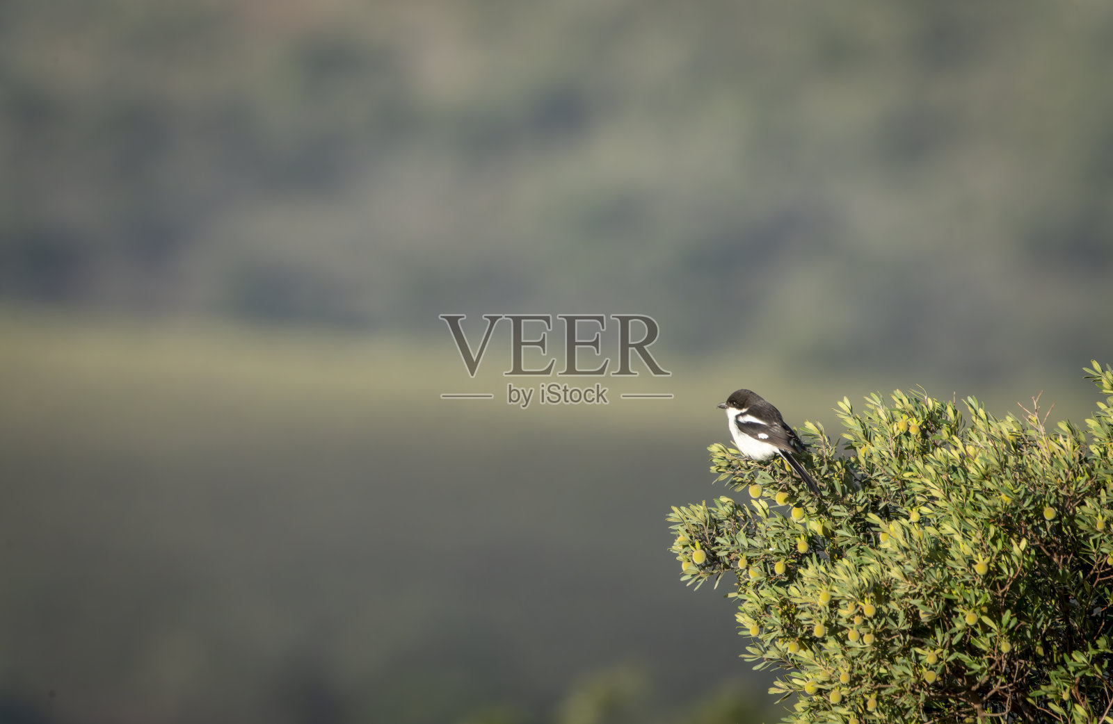 南非野生动物保护区的财政捕虫鸟（Sigelus silens）。照片摄影图片